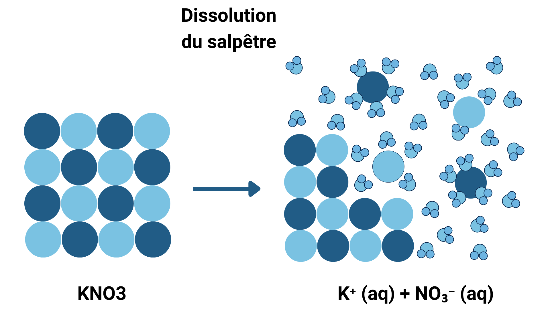 Comment diff&eacute;rencier la m&eacute;rule du salp&ecirc;tre ?